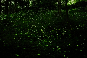 2011終極版本東勢林場初夏螢河