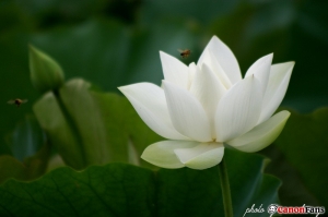 白河．白荷