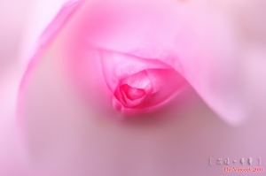 (chujy) 花樣。年華