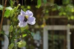 小花一張流