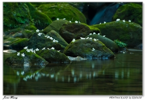 晨臨油桐。20090429龍泉溪
