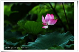 有拍就PO~~植物園~~好攝客之生態隨拍(5)