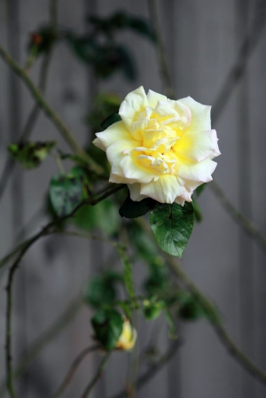 2010年的玫瑰花