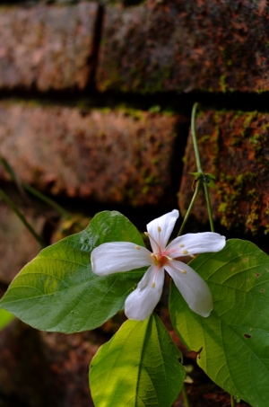 土城的油桐花