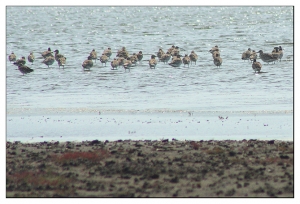 初探鰲鼓溼地(2010-3-5)