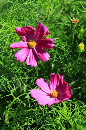 花花草草