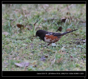 EF 400mm F5.6 Spotted Towhee 鳥6