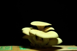 種菇菇很有趣~之~菇菇縮時攝影