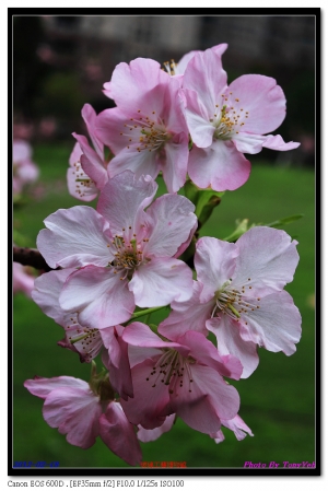 新竹公園(玻璃工藝博物館)之河津櫻花 ... By Tony