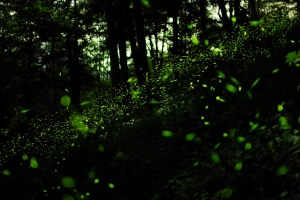 若蘭山莊螢火蟲之筆墨無法形容大爆出!真賺到了