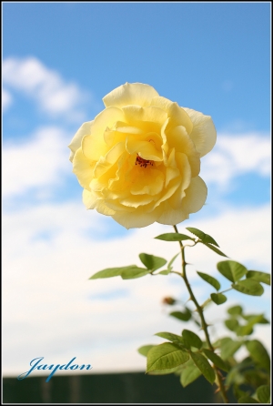 小花三四朵 (50/1.2)
