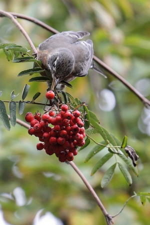 散步時拍到的鳥兒們