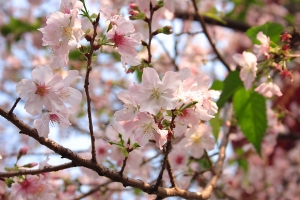 遲來的天元宮櫻花