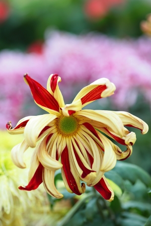 [分享]世界名菊共賞~