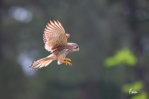 金山 紅隼飛行版