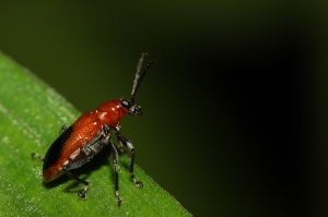 變色細頸金花蟲  Lema  (Lema) coromandeliana (Fabricius, 1798)