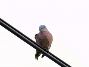 最近到處有機會有打打鳥
