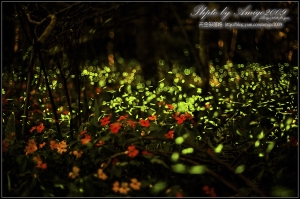 夢幻“螢”色“視”界