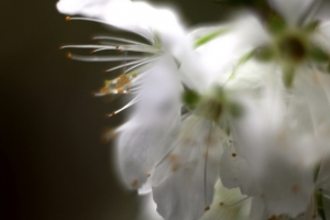 梅\櫻 傻傻分不清楚