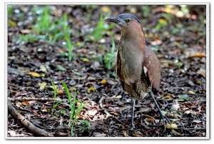 我的鳥鄰居，黑冠麻鷺