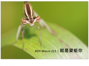ROY Macro 215 │ 就 是 愛 蜓 你