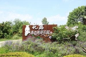 卓蘭-花路香草能量花園~趴萬