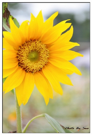 美麗的向日葵~~