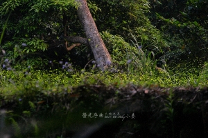 2011.04.29 螢光序曲 大地之光