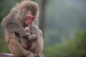 新春上山拍猴子