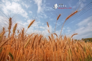 台中大雅鄉 麥田小麥香