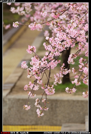 2015-新竹公園河津櫻滿開