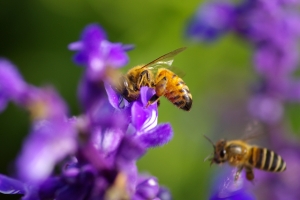 蜂‧蟻‧蝶‧荷