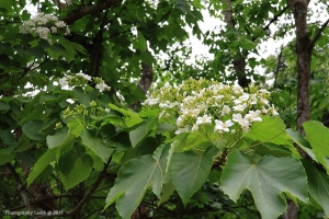 挑水古道桐花花況