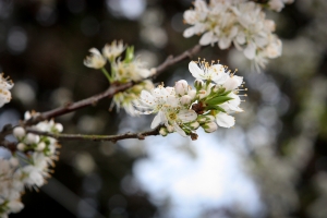 2012-02-11 東勢林場賞櫻(圖有點多)