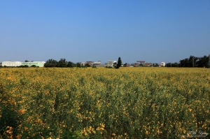 台南  太陽麻花田