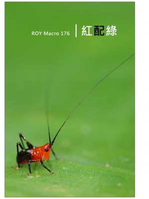 R O Y Macro 1 7 6 │ 紅 配 綠