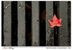 冬色繪楓Farewell 2009。20091231石門水庫