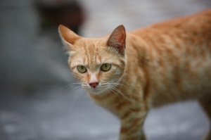 跟流行，我也來拍貓