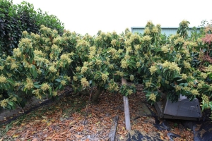 ★2013/03田園花草(三)★