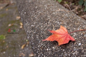 追逐楓紅---福壽山、清境家園。