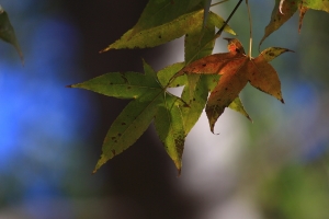 990110角板山公園梅花