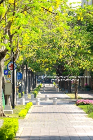 2011 成功大學-黃金阿勃勒
