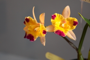 2013 TIOS 台灣。蘭