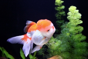 金魚