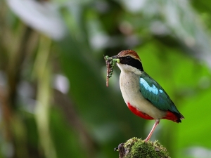小白IS 打鳥記 - 迷戀八色情 ( 八色鳥 )