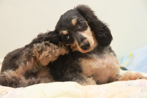 愛犬~妮妮