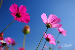 2009新社花海節大拜拜