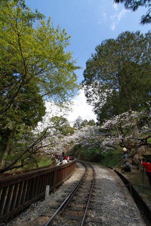 阿里山之旅