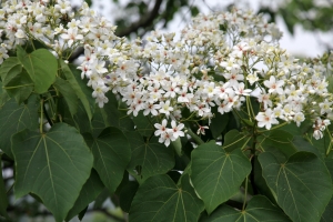 桐花