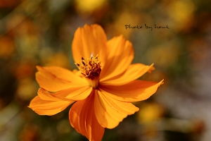 新市花兒朵朵開!